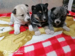 ������-����������� �����. ����