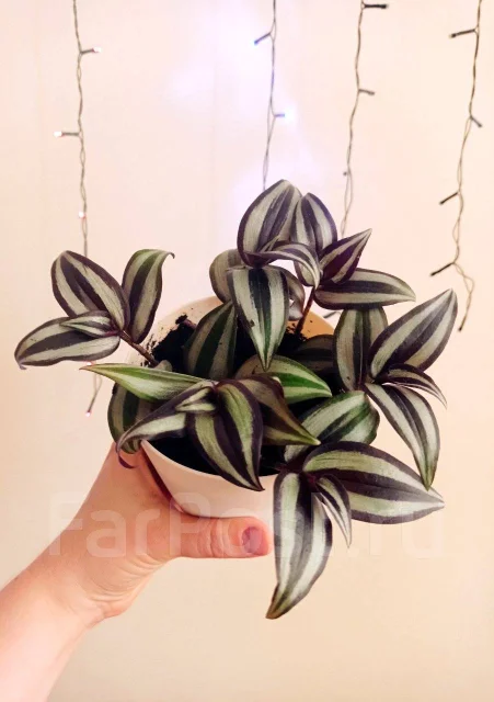 Комнатное растение традесканция - Растения во Владивостоке