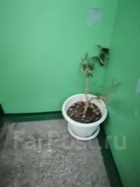Кадка с грунтом и неизвестным растением во Владивостоке