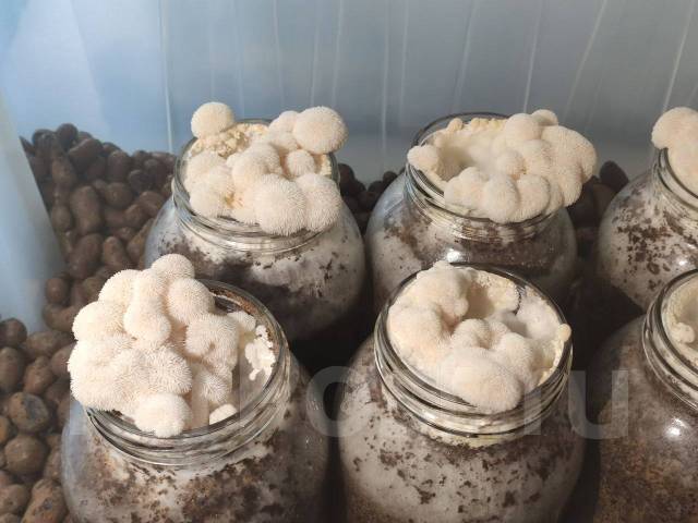 Ежовик Гребенчатый Мицелий, Lion’s mane, под заказ. Цена: 12₽ в Уссурийске
