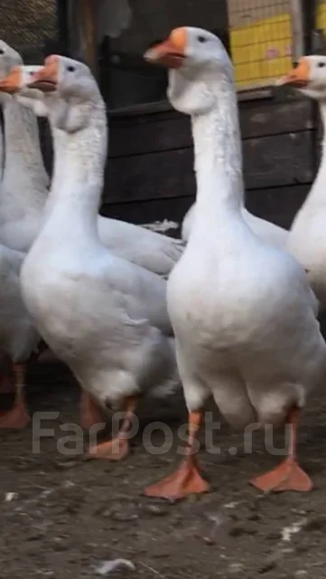 ����. ����