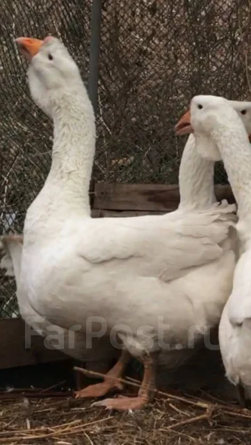 ����. ����