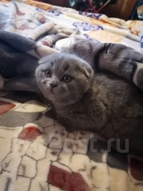 Продам шотландского вислоухого котенка - Кошки в Хабаровске