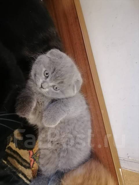 Продам шотландского вислоухого котенка - Кошки в Хабаровске