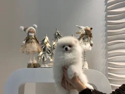 ����������� ����. ����
