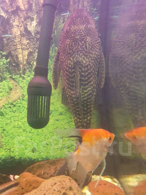Парчевый сом 30 см - Аквариумистика и террариумистика во Владивостоке