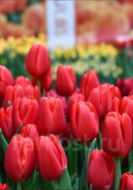 Кай тюльпан фото Самый лучший тюльпан в городе, новый, в наличии. Цена: 55 ₽ в Артеме