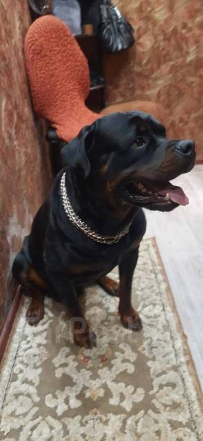 Вязка собак - Вязка во Владивостоке