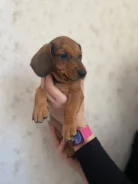 �����. ����