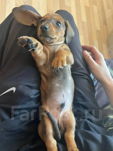 �����. ����