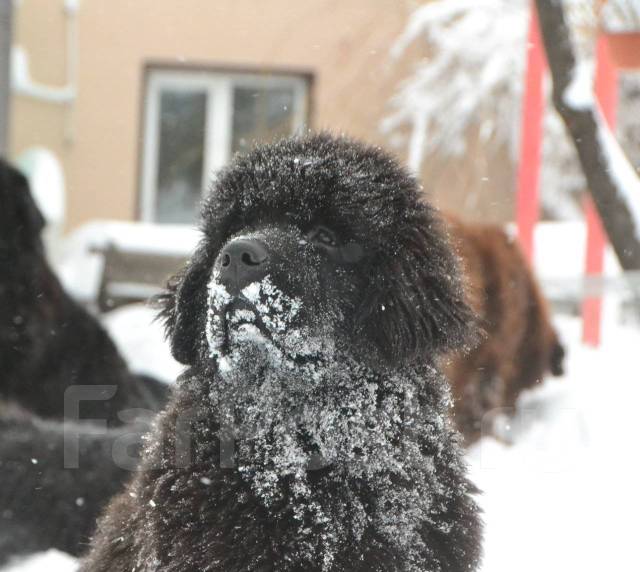 Ньюфаундленд щенок - Собаки во Владивостоке