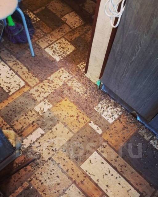 Дезинфекция Уничтожение Насекомых от Клопов Тараканов во Владивостоке