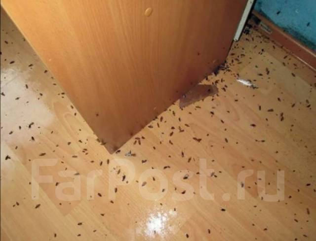 Дезинсекция! Травля Туманом Клопов , Тараканов, Блох, Клещей, Муравьёв ...