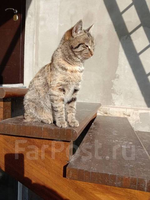 Беспородная кошка, в наличии. Цена: 5₽ во Владивостоке