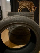 Triangle TR918. ������, 2021 ���, �/�, ����� 10 % ����