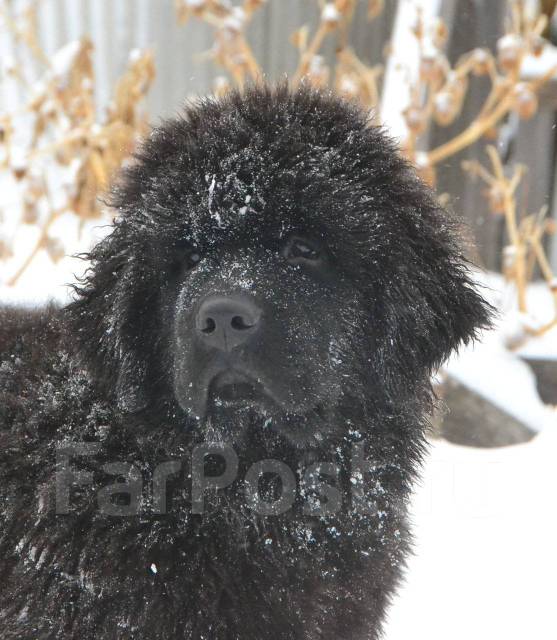 Ньюфаундленд щенок - Собаки во Владивостоке