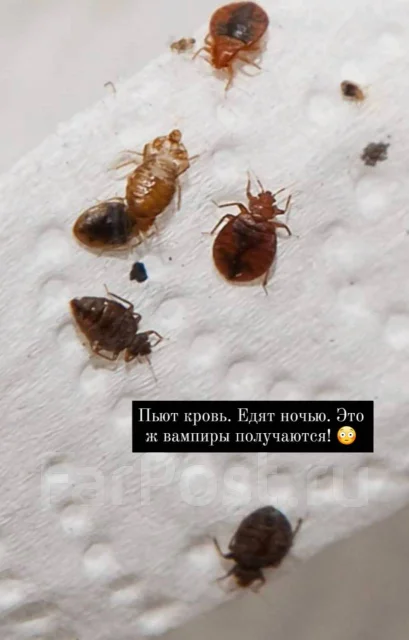 Уничтожение потравить Тараканов, клопов, клещей, блох, крыс без запаха ...