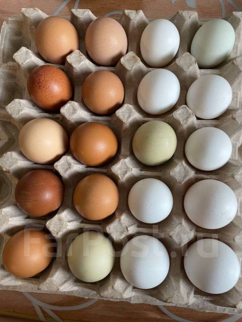 Домашнее куриное яйцо - Домашние продукты во Владивостоке