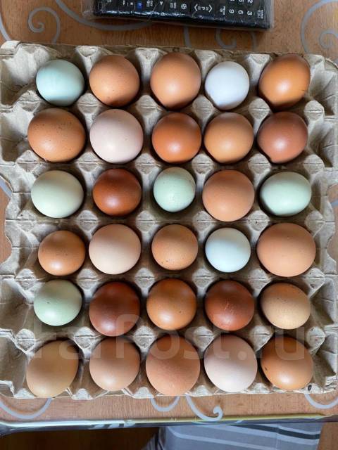 Домашнее куриное яйцо - Домашние продукты во Владивостоке