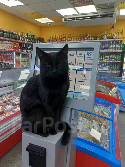 Кот пришел в магазин, потерялся, может кто ищет во Владивостоке