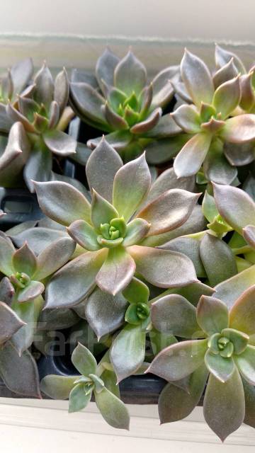 Эхеверия Чёрный Принц (Echeveria Black Prince) суккулент, в наличии ...