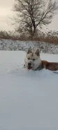�����. ����