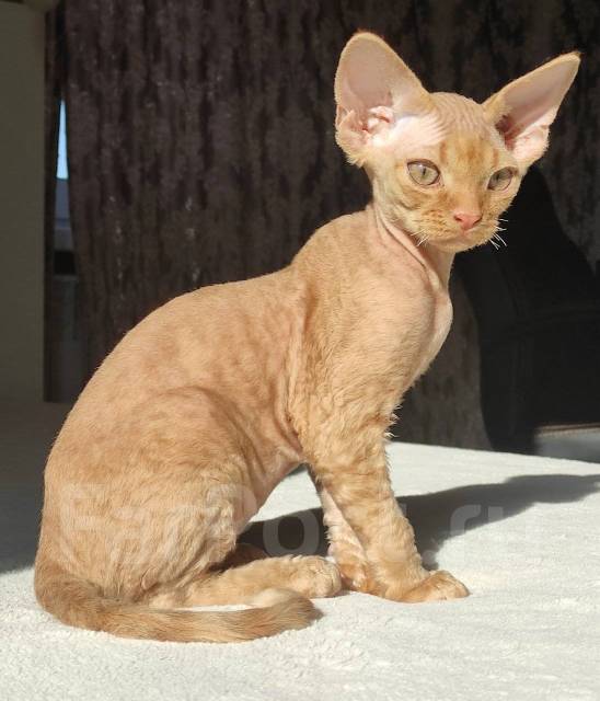 Котик Девон Рекс - Кошки во Владивостоке