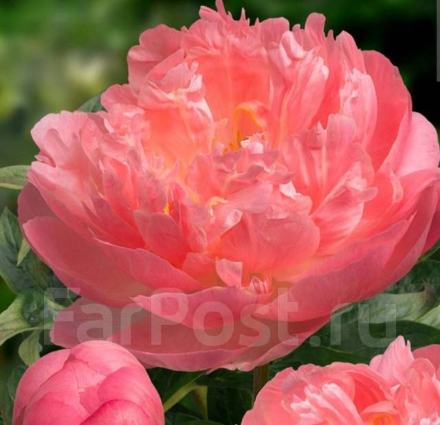 Пион Pink Hawaiian Coral, ито гибрид, под заказ, новый. Цена: 2 500₽ во ...