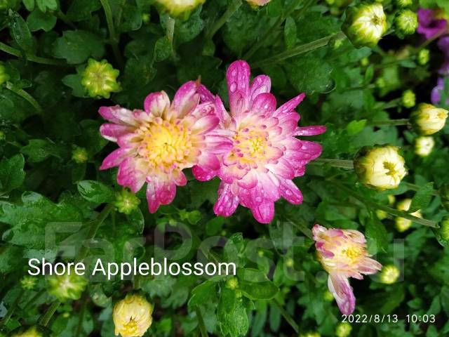 Хризантема Мультифлора Shore Appleblossom, новый, в наличии. Цена: 100 ...