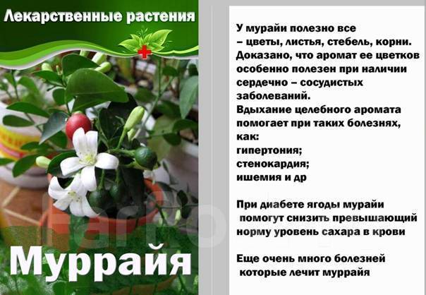 Мурайя комнатное растение полезные фото