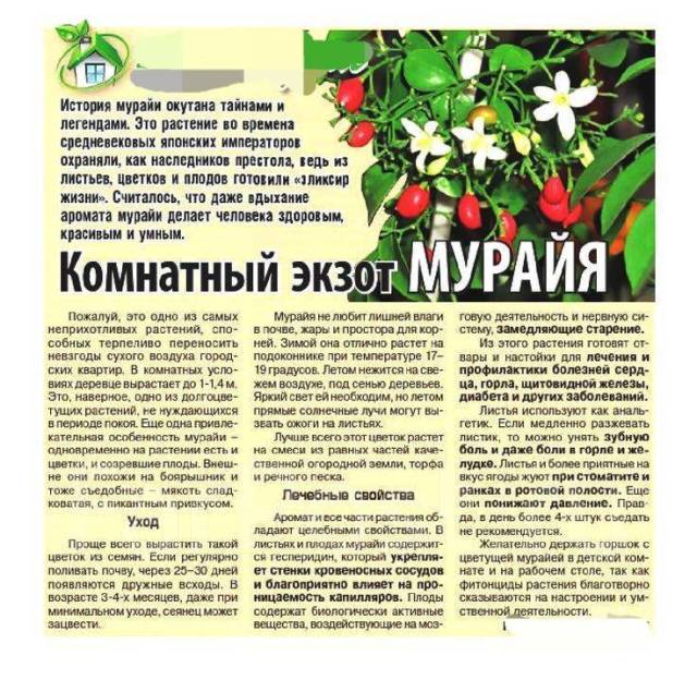 Мурайя комнатное растение полезные фото