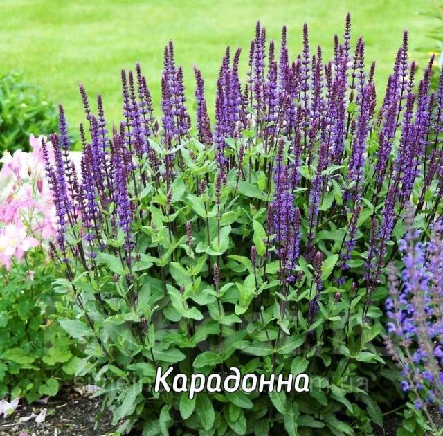Сальвия/шалфей Карадонна, Блю букетта, в наличии, новый. Цена: 600₽ во ...
