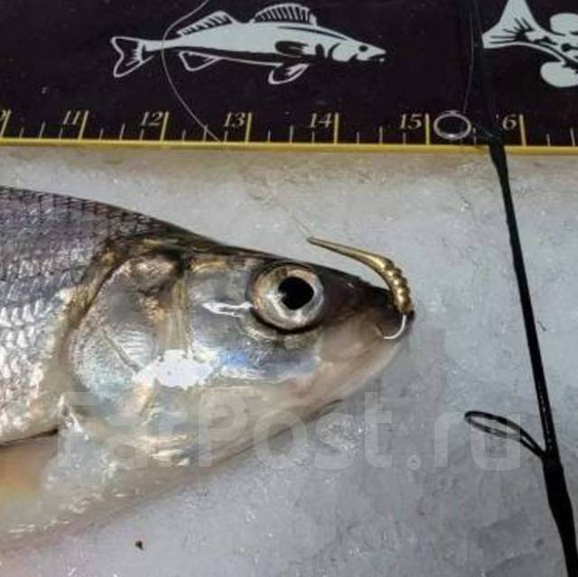 Блесна на крупную корюшку (зубаря) в Лазарева, Джаорэ - Гусеница, новый ...