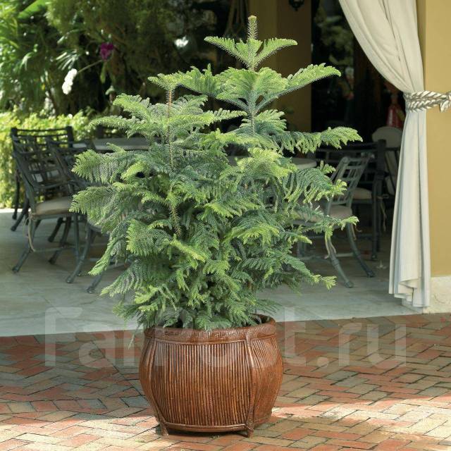 Араукария комнатная фото уход в домашних Араукария Excelsa 19*80, в наличии. Цена: 7 390 ₽ в Артеме