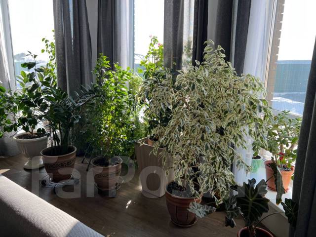 Продам голландские цветы в Уссурийске