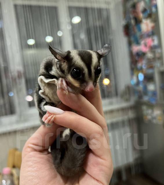 Продается сахарный поссум - Другие животные в Уссурийске