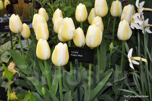 Тюльпаны приморские сортовые в премиальном качестве, новый, в наличии ...