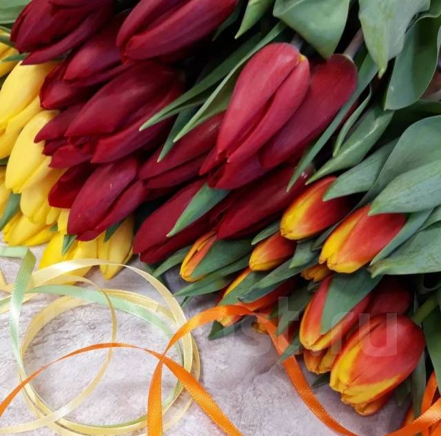 Тюльпаны приморские сортовые в премиальном качестве, новый, в наличии ...