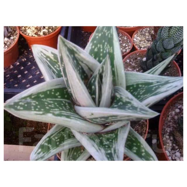 Суккулент Gasteria Green Ice, в наличии. Цена: 700₽ во Владивостоке