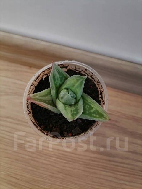 Суккулент Gasteria Green Ice - Растения во Владивостоке