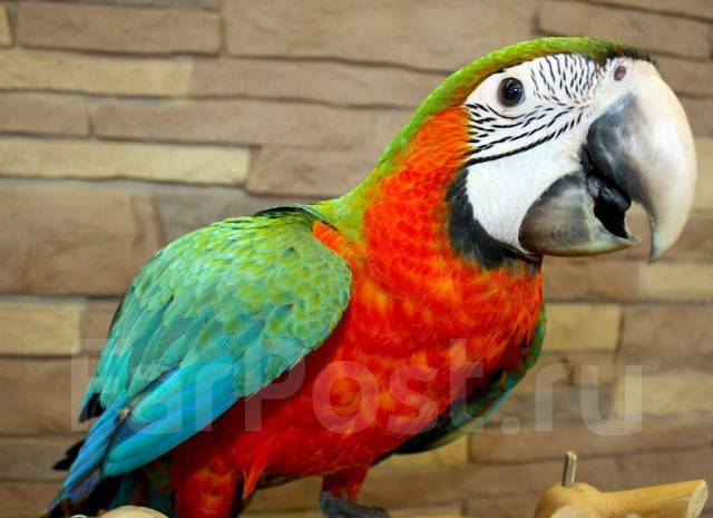 Пара попугаев Ара – купить, цена руб., продано 3 сентября – Птицы