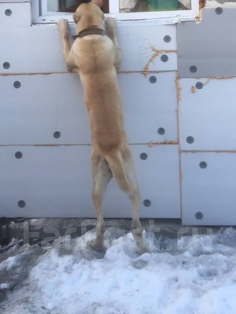 ��������������� �������. ����