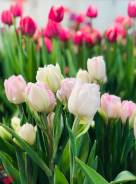 ��������. ����