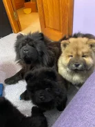 ���-���. ����
