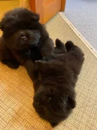 ���-���. ����