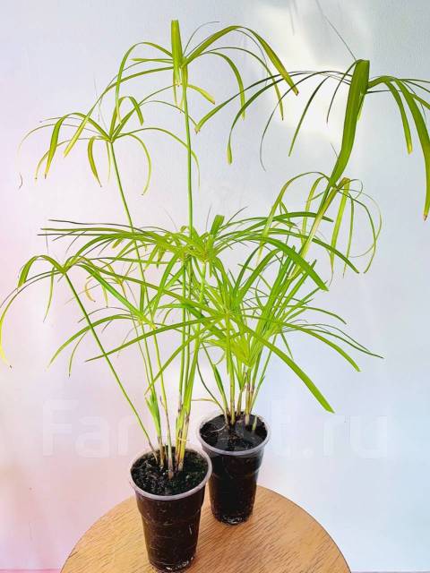 Циперус, в наличии. Цена: 300₽ во Владивостоке