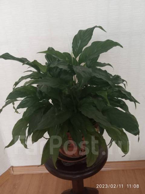 Продам цветок Спатифиллум (Женское счастье), в наличии. Цена: 1 300₽ во ...