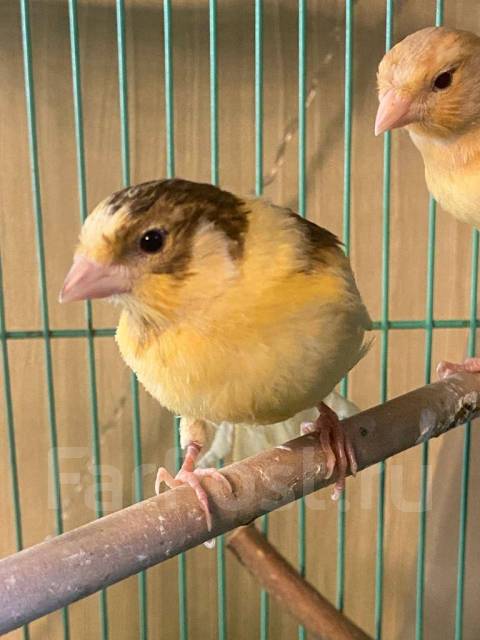 Канарейка оранжевая самка. Канарейка самец. Канарейка самец 6. Канарейка самец 6. Канарейка самец.