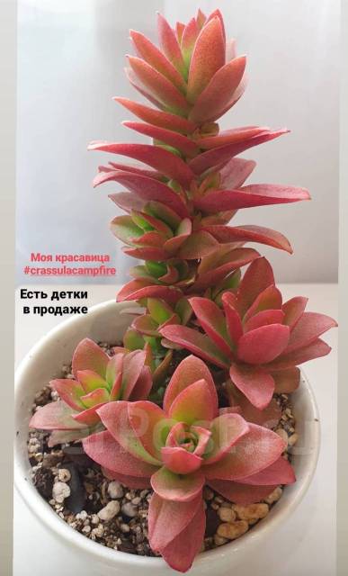 Суккулент крассула кэмпфайер, в наличии. Цена: 200₽ во Владивостоке
