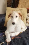 ������� ������ ������. ����